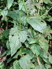Scrophularia nodosa